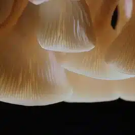 Broaden your range of action with cloud computing